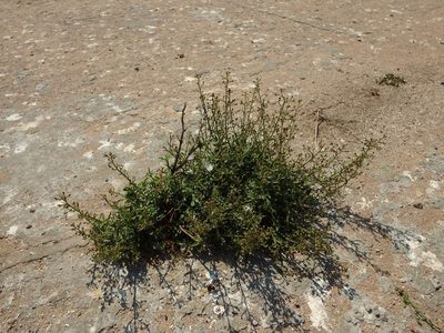 Scrophularia sublyrata, photographed by Duarte Frade