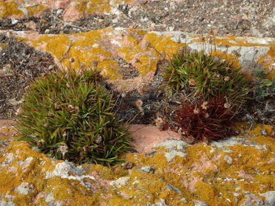 Armeria berlengensis, photographed by Duarte Frade