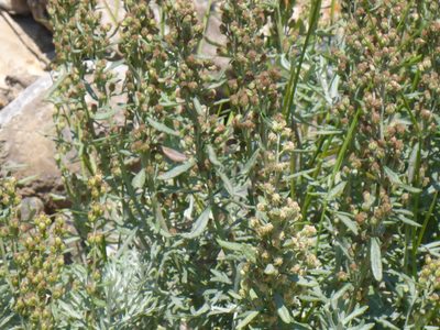 Artemisia michauxiana, photographed by mfeaver