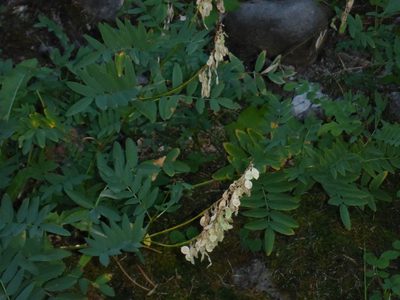 Hedysarum sulphurescens, photographed by mfeaver