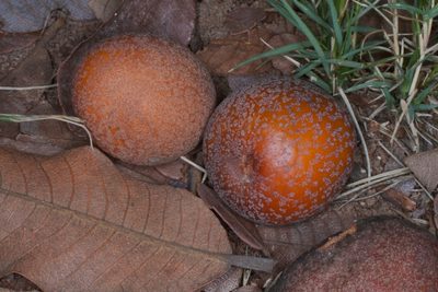 Parinari curatellifolia, photographed by Brian Gratwicke