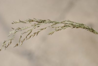 Eragrostis pilosa, photographed by Zihao Wang