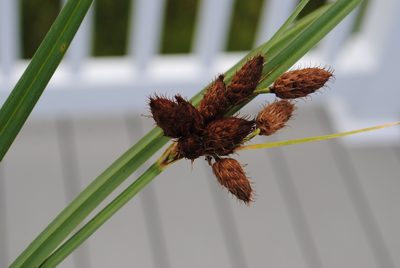 Bolboschoenus robustus, photographed by Zihao Wang