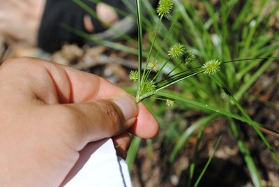Cyperus retrorsus, photographed by Zihao Wang
