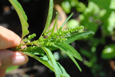 Amaranthus cannabinus, photographed by Zihao Wang