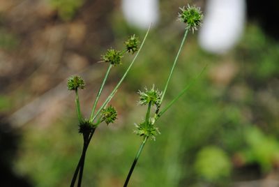 Juncus scirpoides, photographed by Zihao Wang
