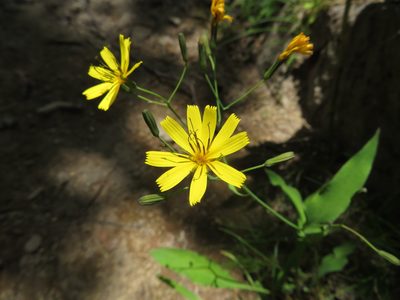 Ixeridium dentatum, photographed by Marco Mussita