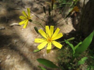 Ixeridium dentatum, photographed by Marco Mussita