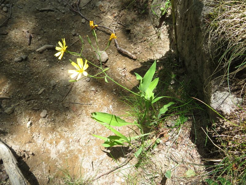 Ixeridium dentatum, photographed by Marco Mussita