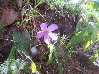 Geranium yesoense, photographed by Marco Mussita