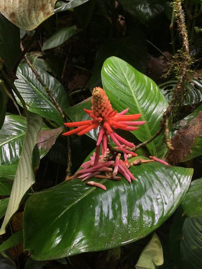 Erythrina gibbosa, photographed by Katie Carter