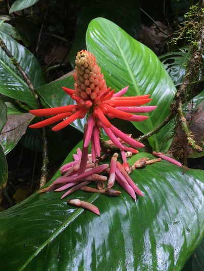 Erythrina gibbosa, photographed by Katie Carter