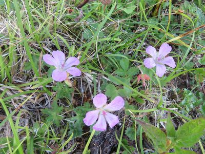 Geranium yesoense, photographed by Marco Mussita