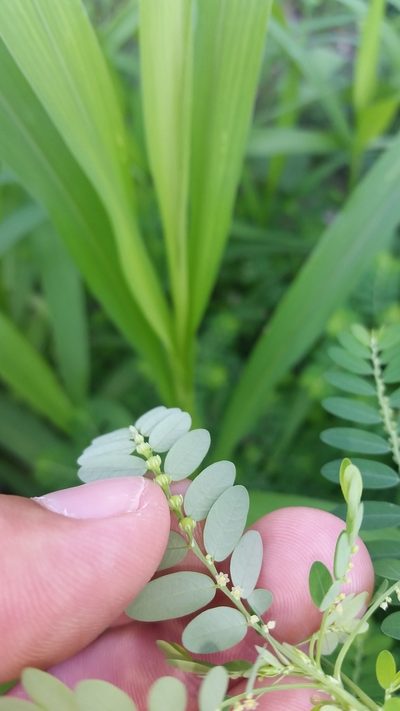 Phyllanthus fraternus, photographed by cwarneke