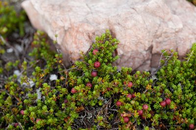 Empetrum eamesii, photographed by bobkennedy