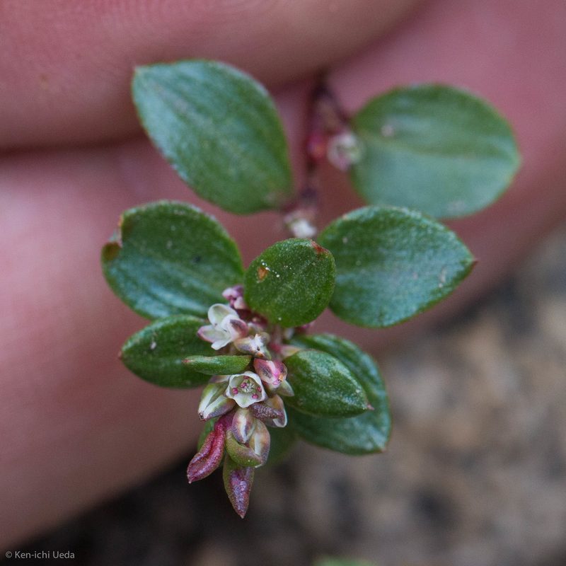 Polygonum minimum, photographed by Ken-ichi Ueda