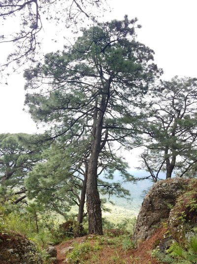 Pinus montezumae, photographed by Alan Rockefeller