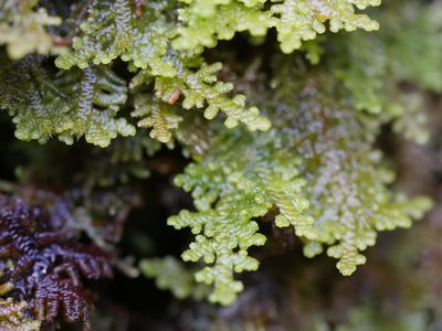 Lepidolaena clavigera, photographed by Bruce Calvert