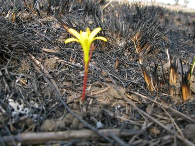 Cyrtanthus breviflorus, photographed by Suvarna Parbhoo Mohan