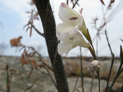 Gladiolus inandensis, photographed by Suvarna Parbhoo Mohan