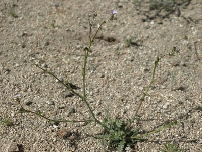 Gilia sinuata, photographed by Jim Morefield