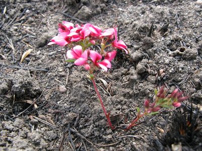 Indigofera rubroglandulosa, photographed by Suvarna Parbhoo Mohan