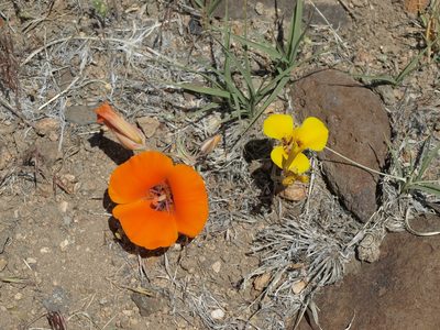 Calochortus kennedyi, photographed by Jim Morefield