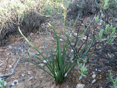 Tulbaghia dregeana, photographed by Kevin Murray