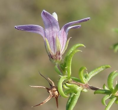 Wahlenbergia thunbergii, photographed by Nicola van Berkel