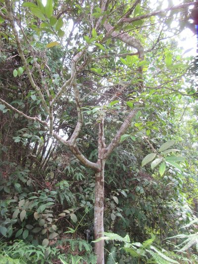 Flacourtia inermis, photographed by Al Kordesch