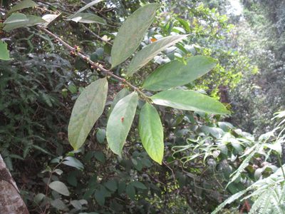 Flacourtia inermis, photographed by Al Kordesch