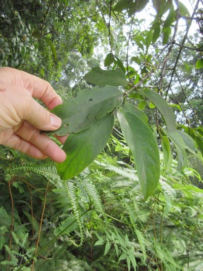 Flacourtia inermis, photographed by Al Kordesch