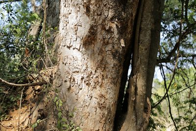 Xanthocercis zambesiaca, photographed by Wynand Uys