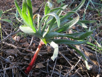 Eriospermum alcicorne, photographed by Kevin Murray
