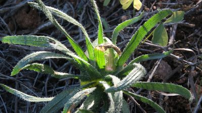 Eriospermum alcicorne, photographed by Kevin Murray