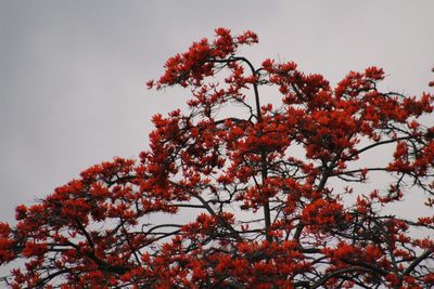 Erythrina poeppigiana, photographed by GERMAN LEONEL SARMIENTO CRUZ