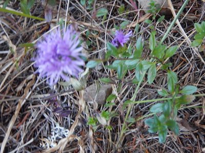 Monardella purpurea, photographed by stinger