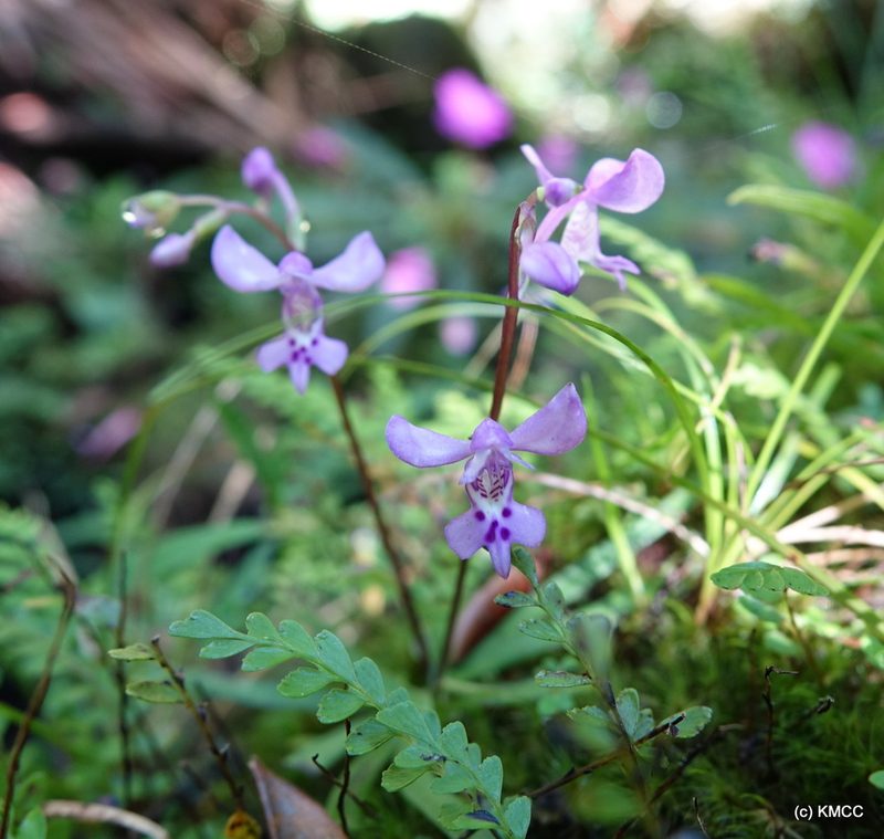 Cynorkis lilacina, photographed by Romer N. Rabarijaona