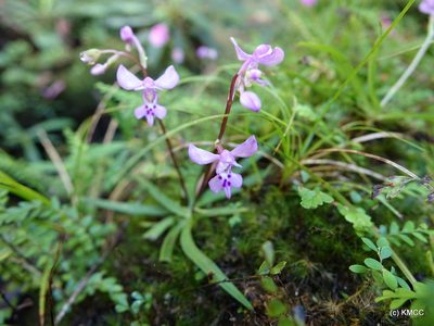 Cynorkis lilacina, photographed by Romer N. Rabarijaona
