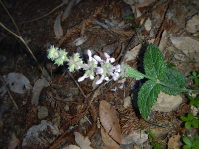 Stachys rigida, photographed by stinger