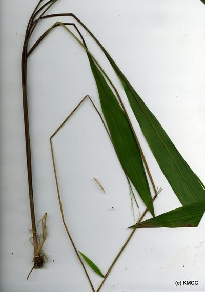 Maltebrunia leersioides, photographed by Romer N. Rabarijaona