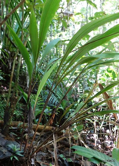 Maltebrunia leersioides, photographed by Romer N. Rabarijaona