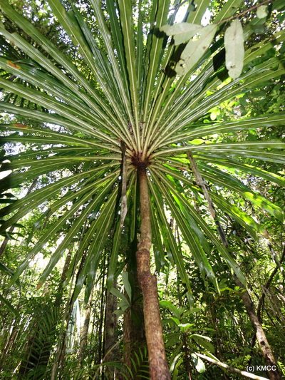 Dracaena xiphophylla, photographed by Romer N. Rabarijaona
