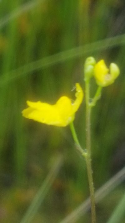 Utricularia geminiscapa, photographed by Norma Malinowski