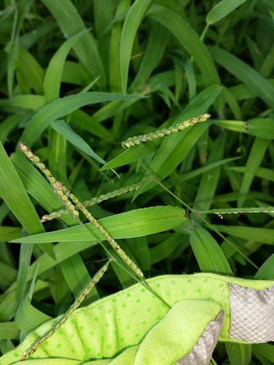 Paspalum laeve, photographed by Zihao Wang