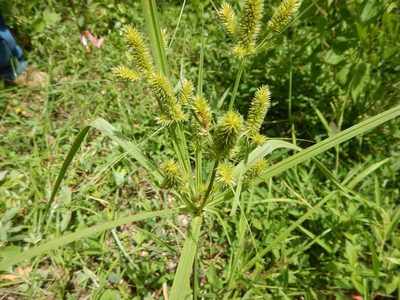 Cyperus mutisii, photographed by Jonathan Rodriguez