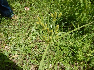 Cyperus mutisii, photographed by Jonathan Rodriguez