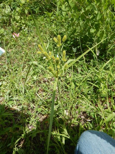 Cyperus mutisii, photographed by Jonathan Rodriguez