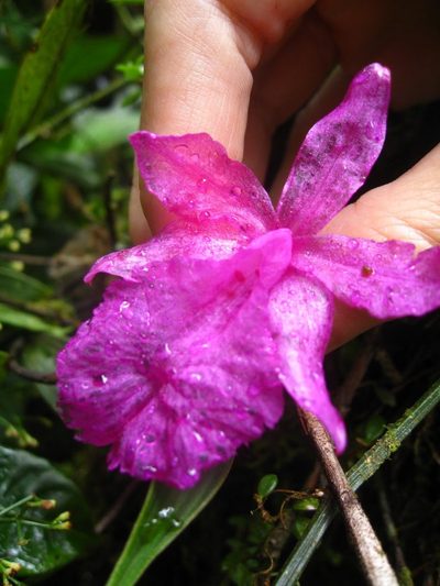 Sobralia amabilis, photographed by Alison Northup