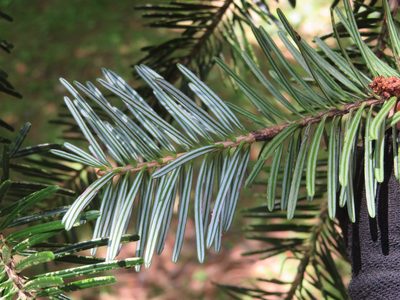 Abies homolepis, photographed by Marco Mussita
